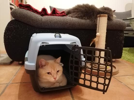 Eine Box zum Transportieren von Katzen mit einer offenen Tür und einer beigen Katze darin. Die Box steht auf orangen Fliesen vor einem Sofa. Rechts neben der Box steht ein kleiner Kratz-Stamm vor dem Sofa. Das Sofa sieht an den Seiten zerkratzt aus. Auf dem Sofa liegt eine graue flauschige Katze mit dem Rücken zu uns.